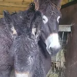 Tatil Evi L'echappee Verte - Equestre 5 Pers Soucht